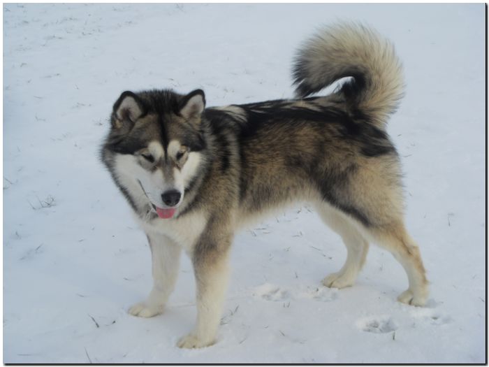 Scout 12-2010 1.jpg